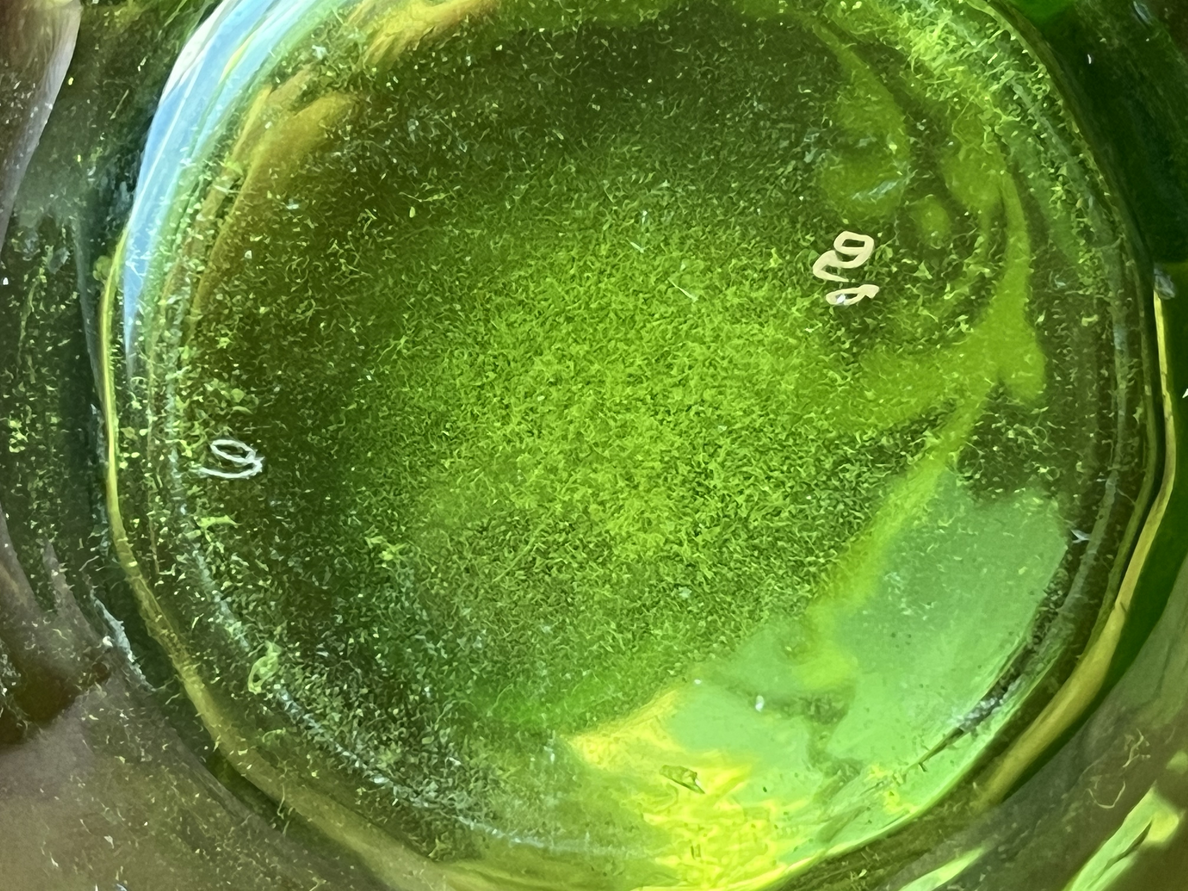Paire de Flacons Emaillés en Verre de Bohême, Vert et Or, Moser, fin 19e - 11